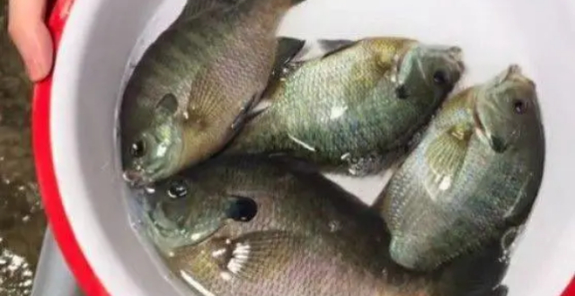 成都多湖钓起“黑耳”怪鱼！专家：是太阳鱼，系入侵物种可清蒸或红烧缩略图