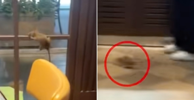 深圳一餐厅老鼠当众乱窜，顾客尖叫不断，市监局：立案调查并责令整改缩略图