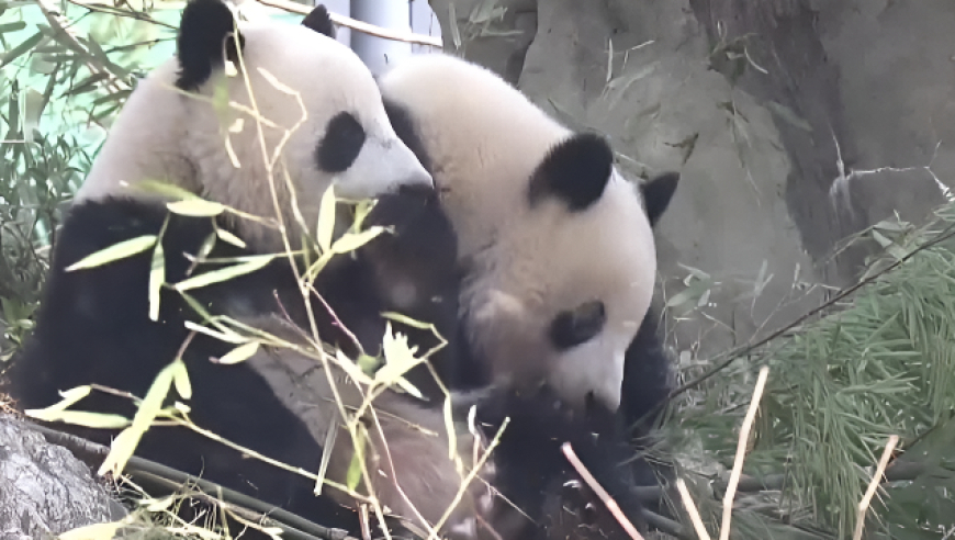 日本马上要没有大熊猫了！最后2只旅日大熊猫即将回国