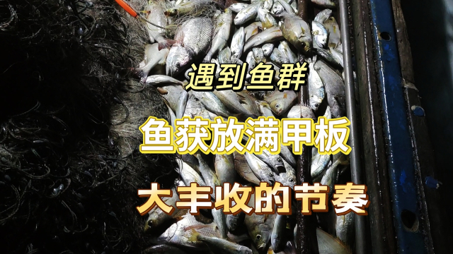 外海捕鱼连续遇到鱼群，捕到的渔获放满甲板，这是要大丰收了_腾讯新闻