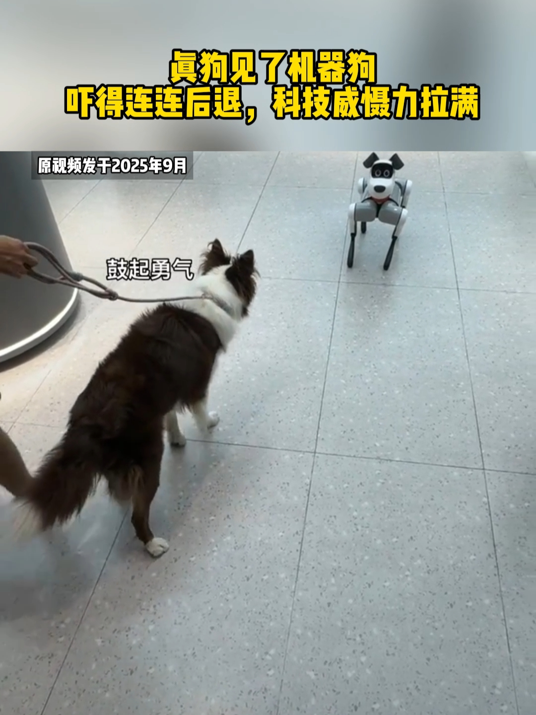 真狗见了机器狗，吓得连连后退，科技威慑力拉满_腾讯新闻