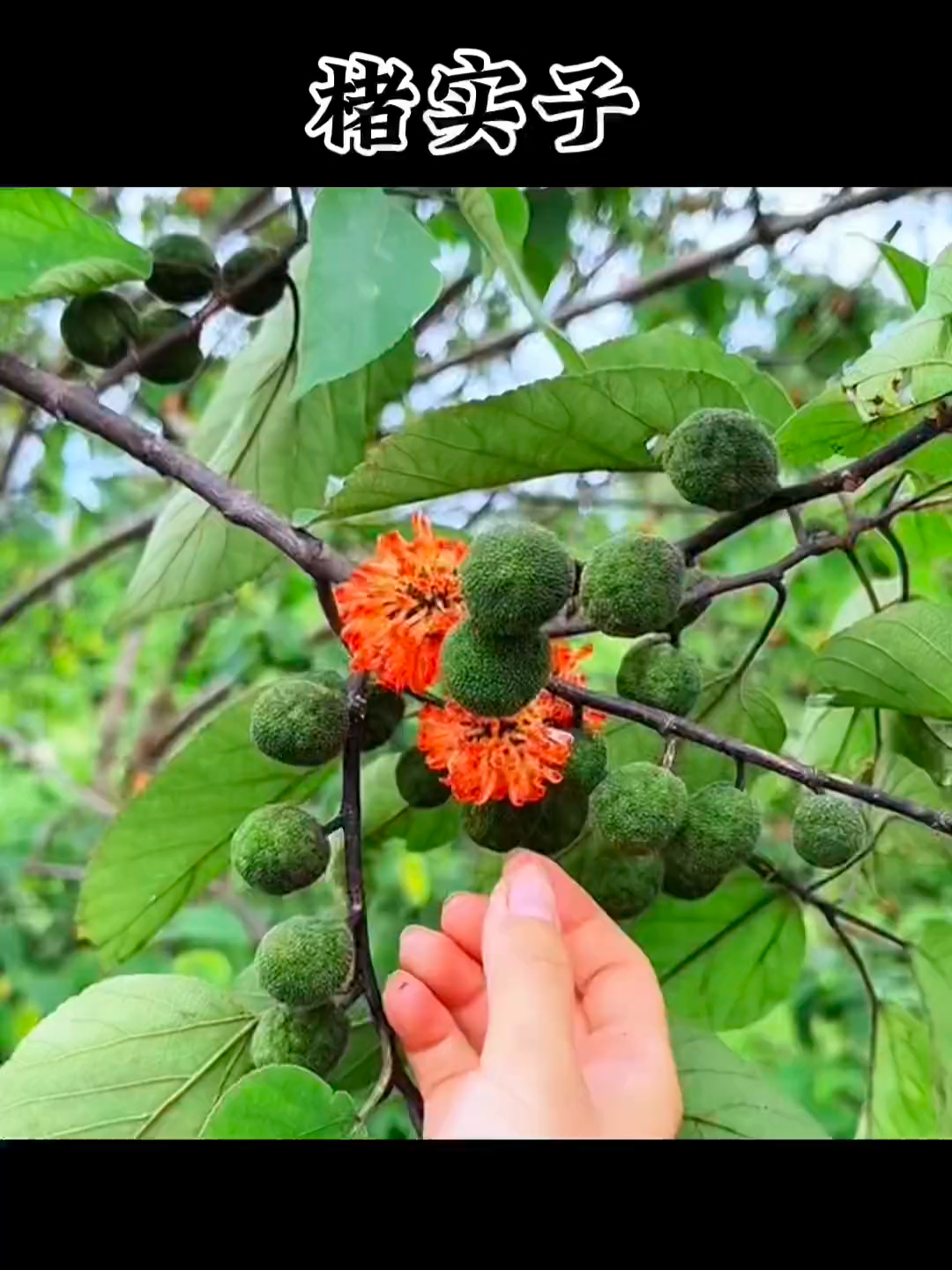“肾宝果”构桃熟了！青变红，里面的楮实子是名贵药材_腾讯新闻