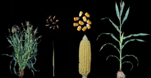 喂猪有望不用进口大豆？中国科学家找到“丢失”的玉米高蛋白基因缩略图