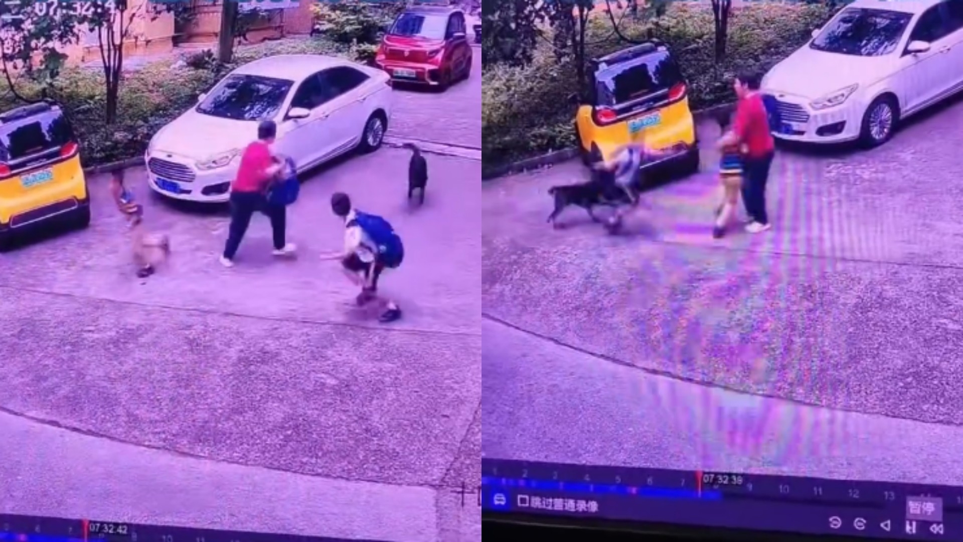 恶犬袭击上学孩子，一位送娃外婆看到后果断出手，拎起书包驱赶_腾讯新闻