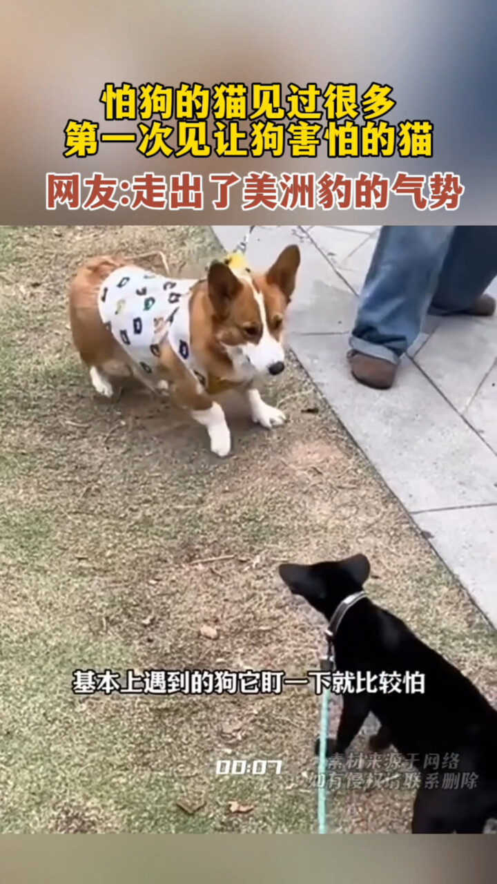 怕狗的猫见过很多，第一次见让狗都害怕的猫_腾讯新闻