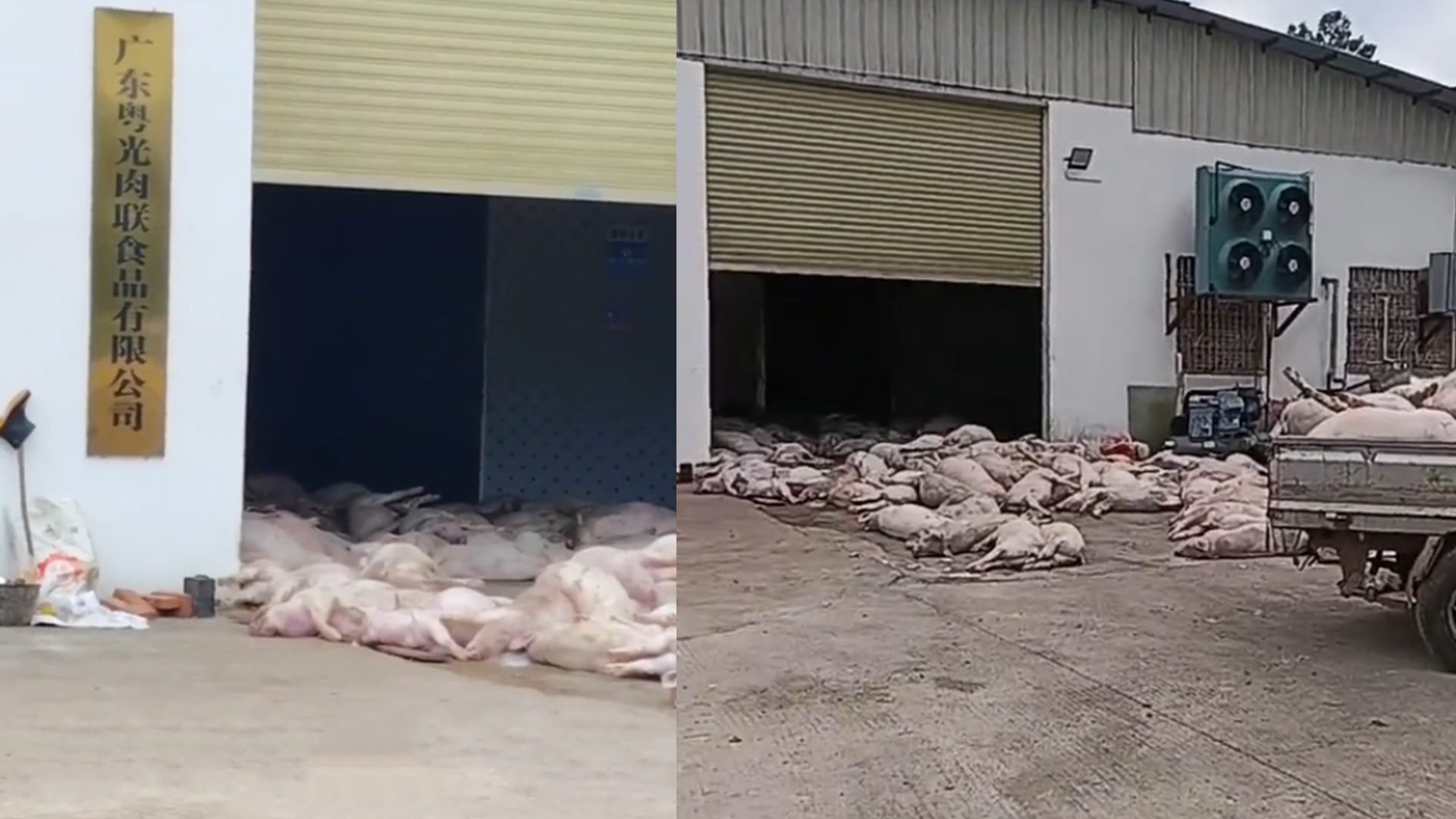 广东某食品公司出现大量死猪，当地回应_腾讯新闻