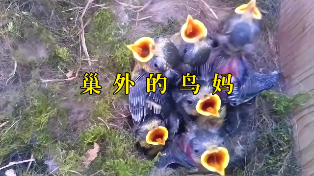 为了孩子能有个舒适的家，鸟妈妈每天辛苦筑巢，最终获得美好回报_腾讯新闻