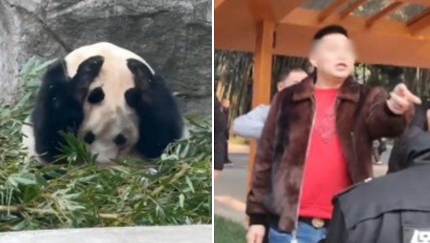重庆动物园：游客向大熊猫扔可乐瓶被行政处罚 将建立黑名单制度
