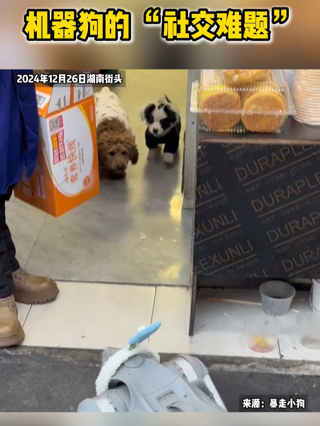 机器狗的 “社交难题”：不是真狗还是有点难进狗圈_腾讯新闻