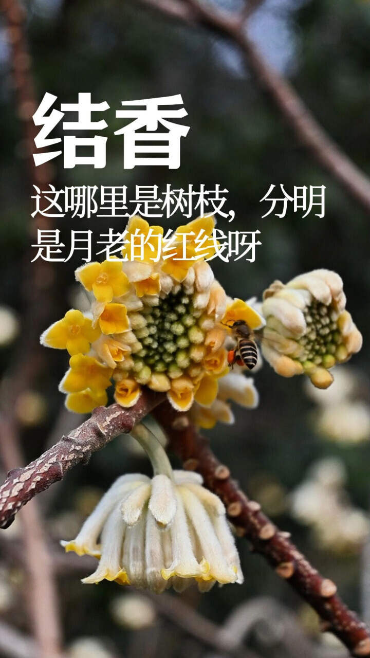 这哪里是树枝？分明是月老的红线呀！结香（瑞香科结香属）腾讯新闻 