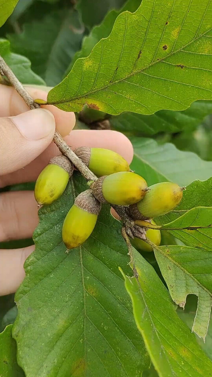 橡实又名橡果，你认识这种植物吗_腾讯新闻