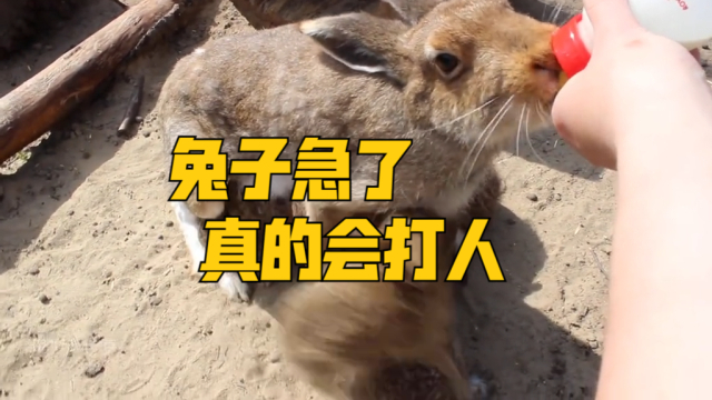 兔子急了不但咬人，甚至还会动手，给女主人整懵了｜纪录片_腾讯新闻