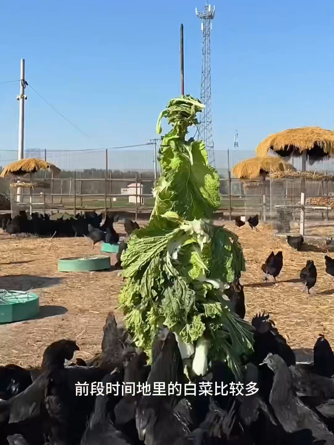 农场主小伙养2000多只鸡， 用蔬菜瓜果串成“糖葫芦”喂鸡_腾讯新闻