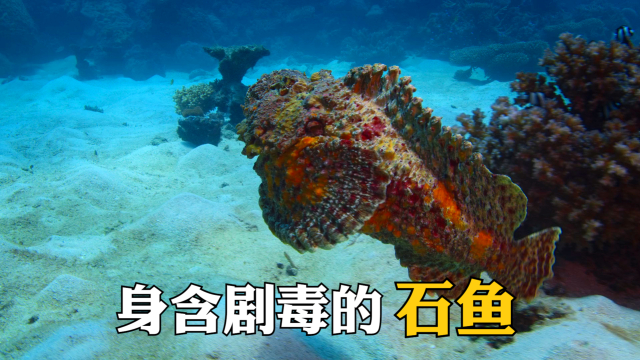 善于欺骗还剧毒的石鱼_腾讯新闻