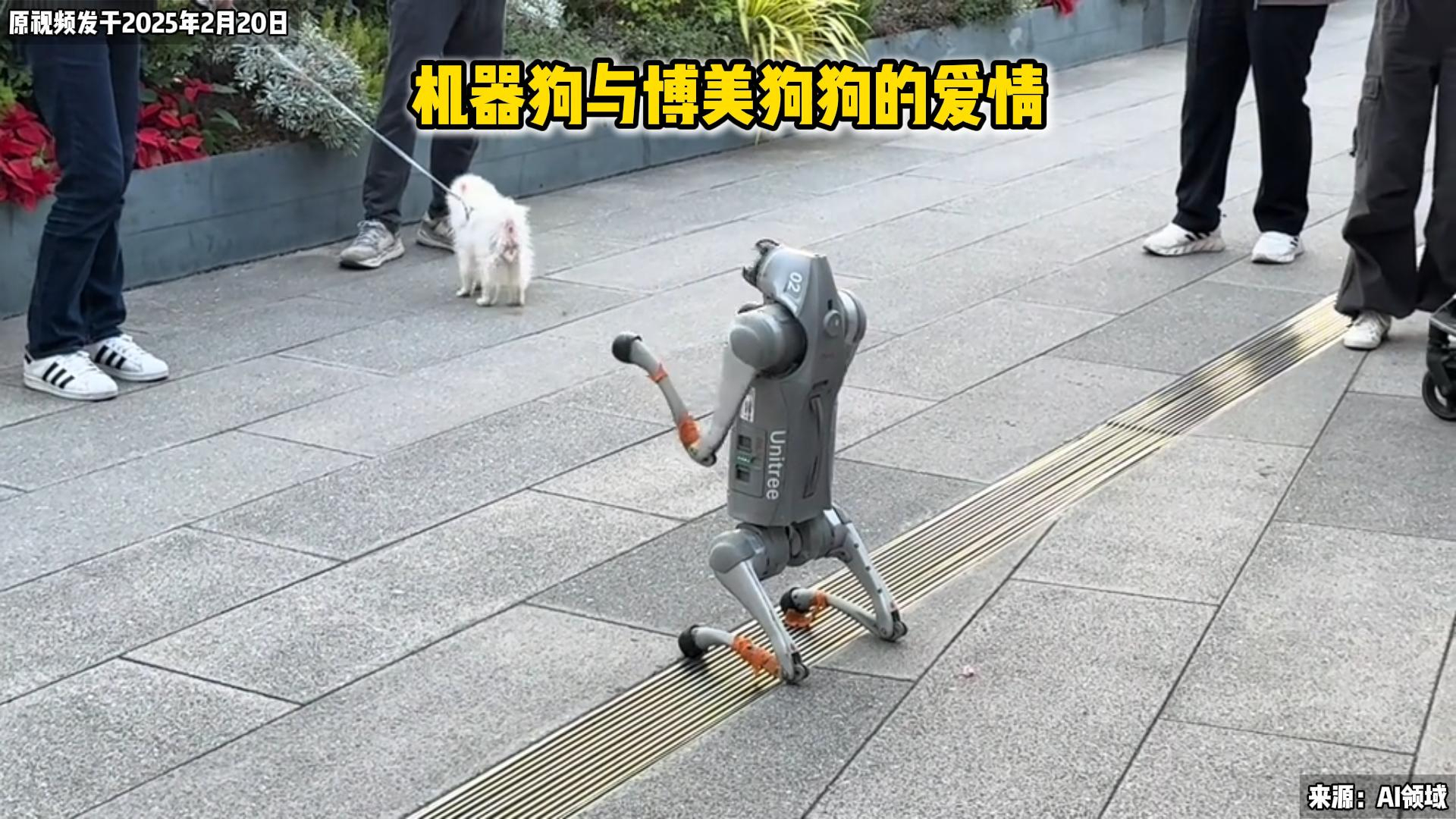 机器狗追爱记：对博美狗大胆表白，结局却是 “爱而不得” 笑翻人_腾讯新闻