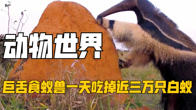 巨舌食蚁兽！没有牙齿的食蚁兽全靠舌头捕猎，一天竟能吃掉三万只白蚁｜纪录片_腾讯新闻