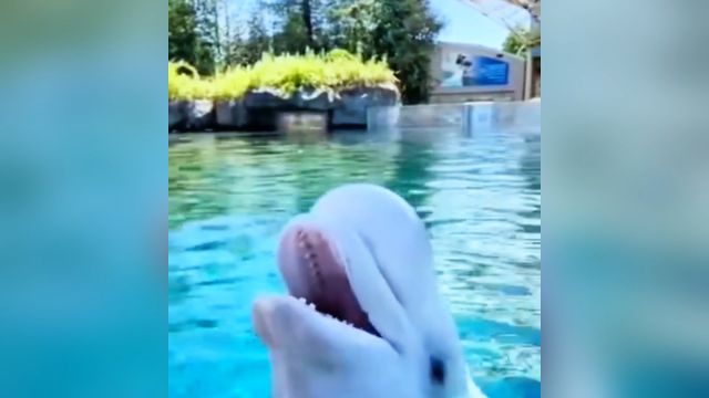 网友拍到北京海洋馆白鲸长时间尖叫,口技大师的正常叫声有多美妙?