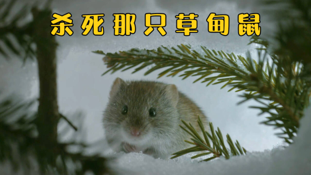 草甸鼠遭到掠食者围捕，最终葬身乌林鸮腹中_腾讯新闻