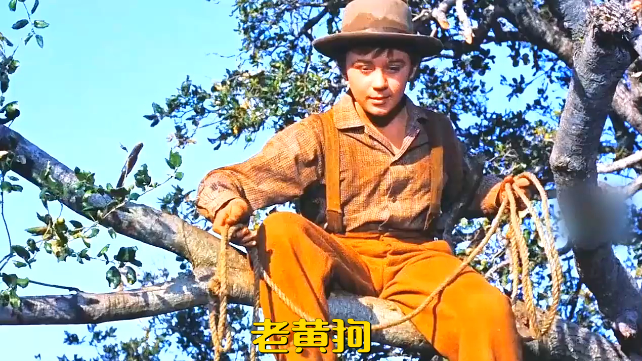 男孩坐在树上抛下绳子，没想到真的套中了一只猪_腾讯新闻