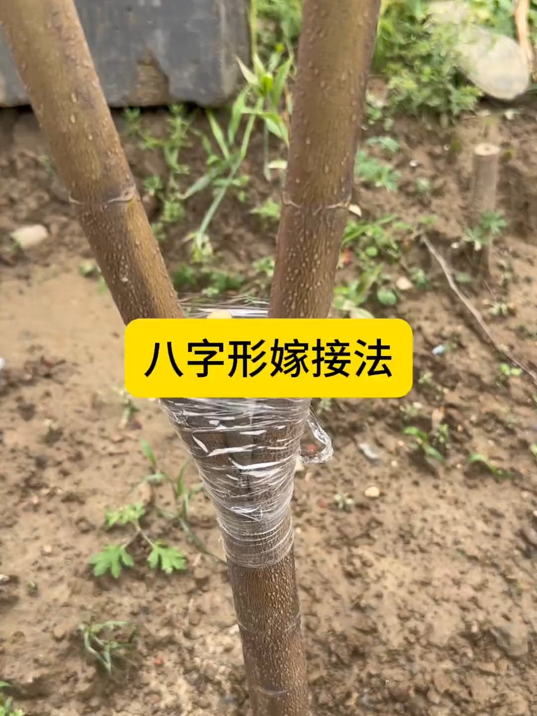 传统八字嫁接术！削枝插杈卡短棍，扩大接触面成活率翻倍_腾讯新闻