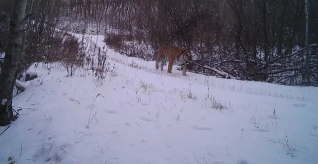 野生东北虎“完达山1号”再度现身 健康状况良好缩略图
