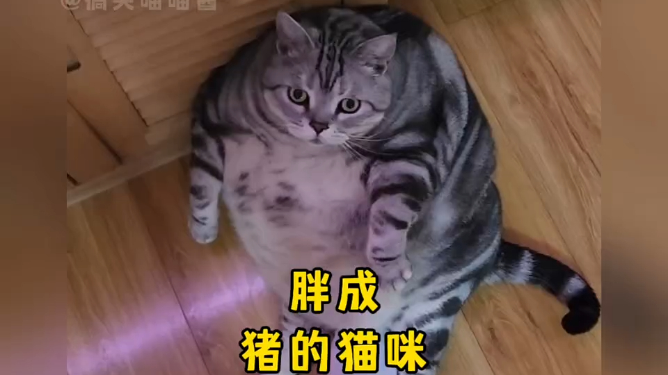 盘点那些胖成猪的小猫咪，猫：哪里胖了？这么多年一直是这个身材_腾讯新闻