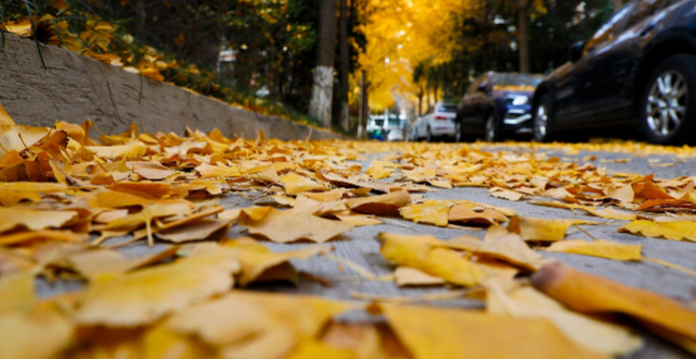 环卫工用高压水枪冲掉树上的银杏叶，四川眉山环卫部门称已批评教育缩略图