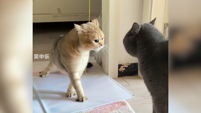 盘点笨蛋小猫的搞笑日常，家有傻猫欢乐多，笑死我了_腾讯新闻