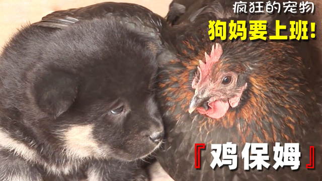 狗妈妈不想带孩子，请保姆鸡喂养小狗，纪录片_腾讯新闻