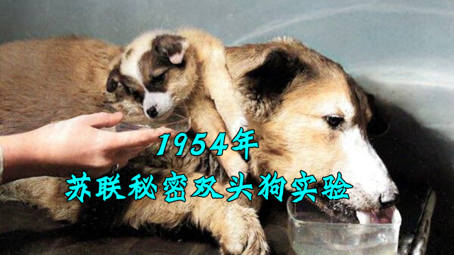 苏联1954秘密双头狗实验，15年造出20条，开启现代器官移植之路_腾讯新闻