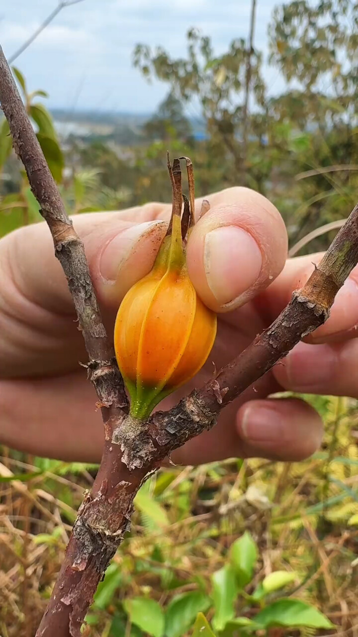 黄栀子——一种天然植物染料，村里人采回晒干后用途多多_腾讯新闻