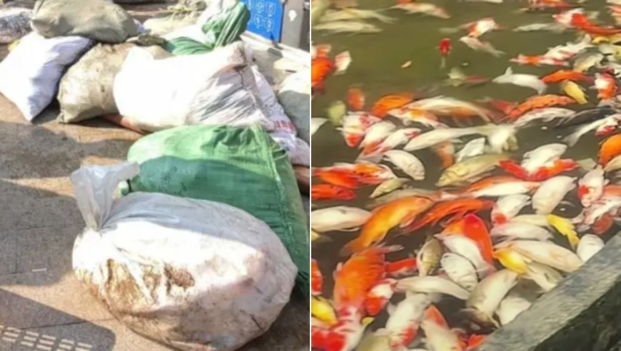 重庆观音桥步行街观赏鱼突然大量死亡，死鱼装满30余编织袋，警方回应