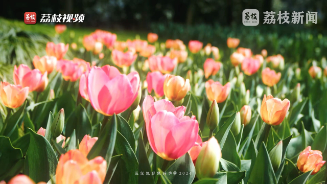 春日限定杭州太子湾郁金香迎最美春色