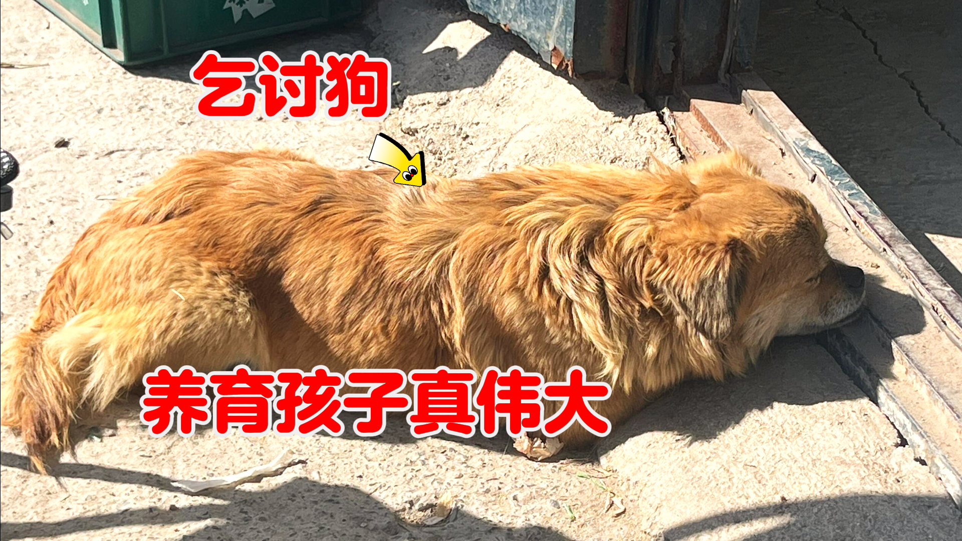 流浪狗来门口乞讨，屋主收留后，狗狗叼来孩子作为感谢_腾讯新闻