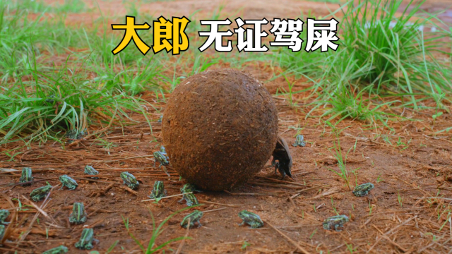 大郎无证驾屎_腾讯新闻