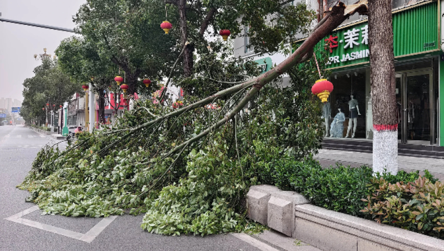 北京大风刮倒288棵树！为何无人员伤亡？