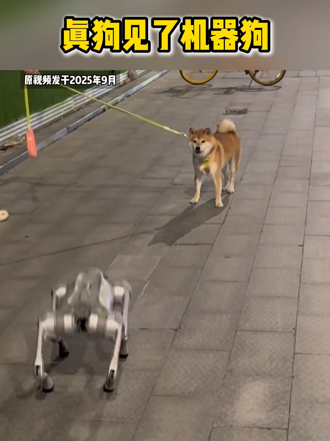 真狗见了机器狗，直接给小家伙吓坏了，小碎步后退超真实_腾讯新闻