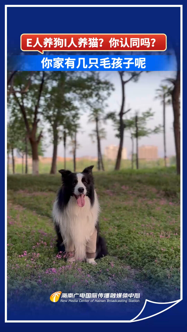 E人养狗I人养猫？你认同吗？你家有几只毛孩子呢_腾讯新闻