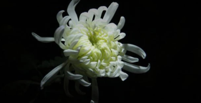 melhor aplicativo para apostas de futebol