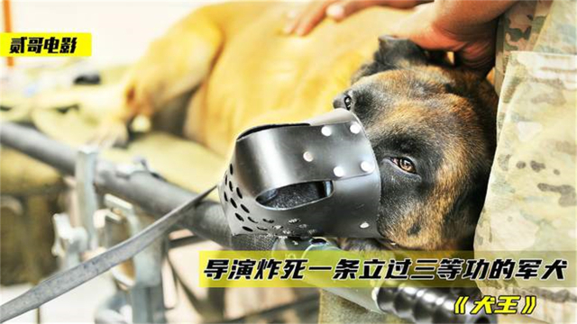 导演炸死退伍军犬,只为了追求艺术效果,战士哭到咳血《犬王》