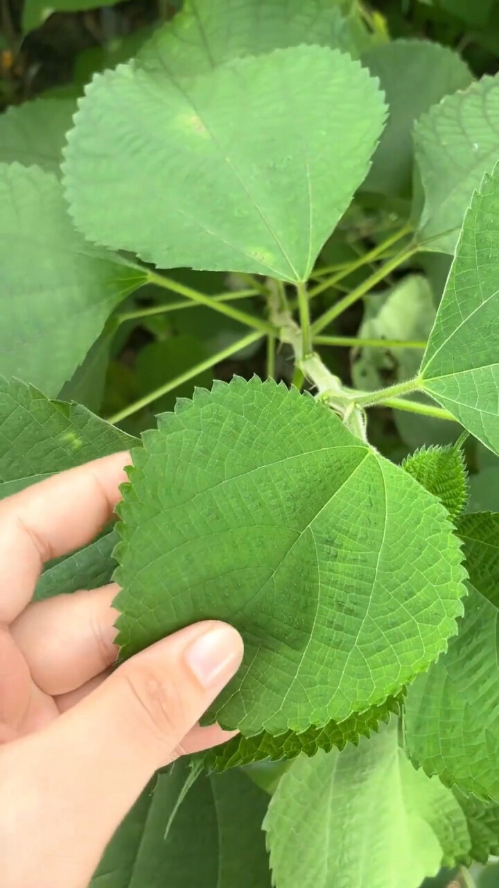 有“中国草”之称的苎麻，又称野麻，它是中国古代重要的纤维作物_腾讯新闻