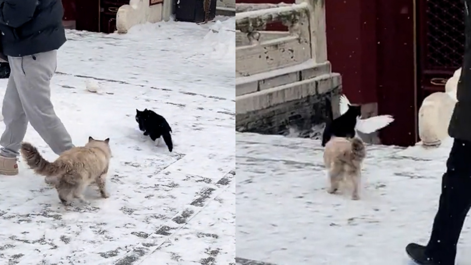 潭柘寺矫健黑猫雪中偷袭鸽子，一个“滑铲”将其扑住后叼走，景区回应_腾讯新闻
