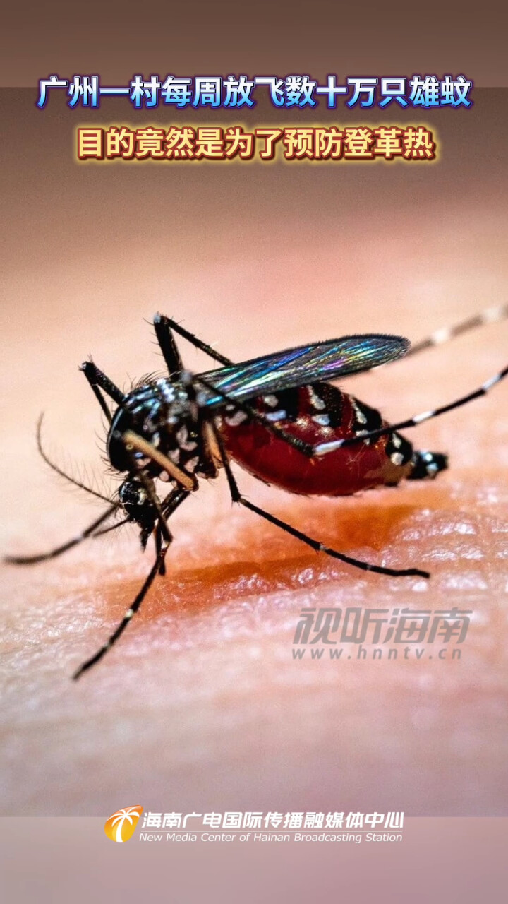 广州一村每周放飞数十万只雄蚊 目的竟然是为了预防登革热_腾讯新闻