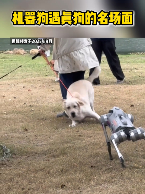 机器狗遇真狗的名场面！狗狗的反应承包今日笑点_腾讯新闻