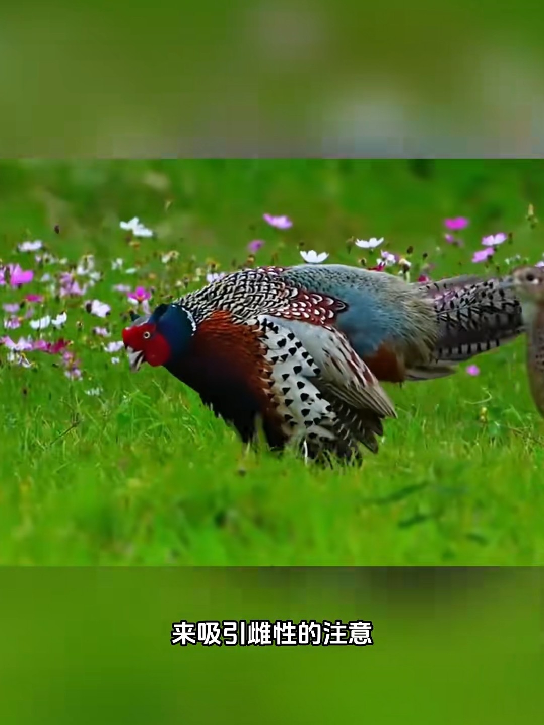 爱扎小辫的雉鸡_腾讯新闻