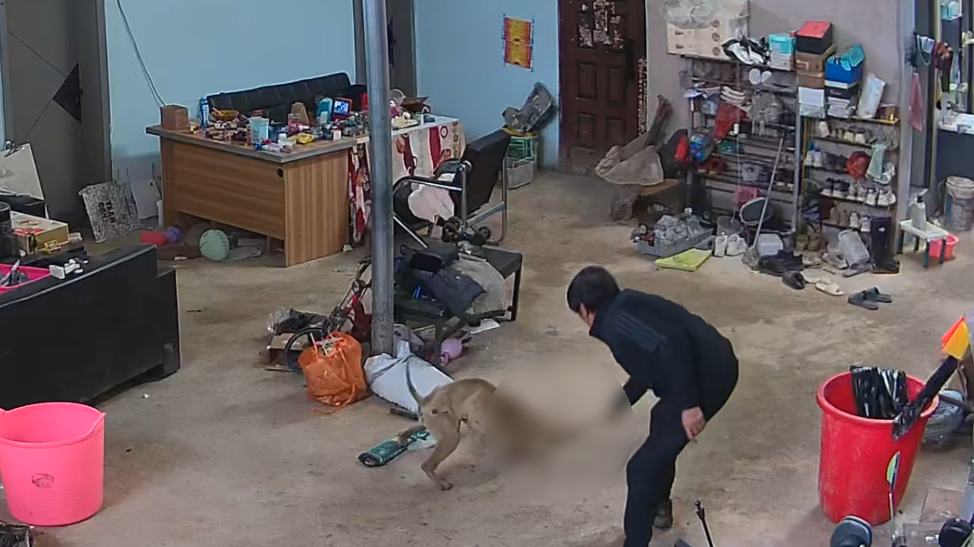疯狗闯入院内乱咬，先咬伤小孩再扑老人，男子用镰刀将其打晕，疯狗苏醒后逃离现场_腾讯新闻