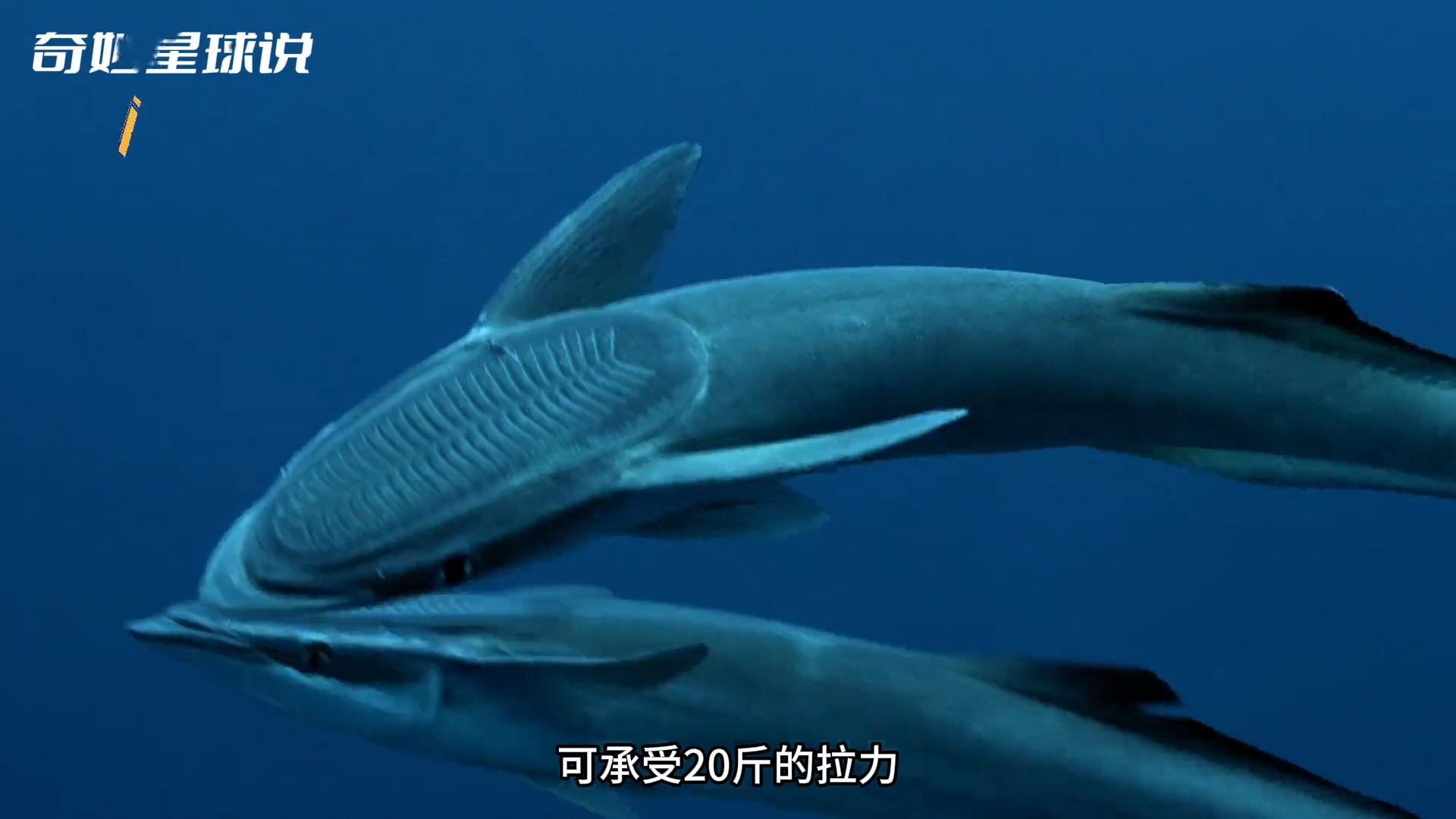 海洋界 “最强蹭饭王” 䲟鱼！走哪挂哪，摩托都不放过_腾讯新闻