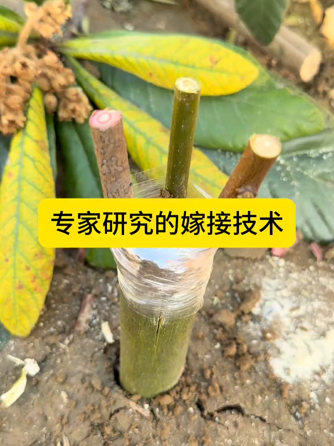 专家亲研三枝嫁接法，劈口插枝培土裹膜，半月成活_腾讯新闻
