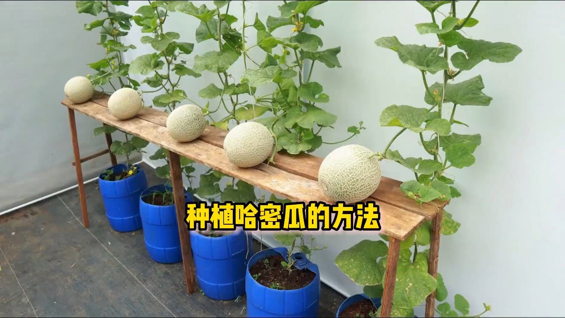 用塑料桶在家种植哈密瓜，方法简单易学，阳台小院均可种植_腾讯新闻