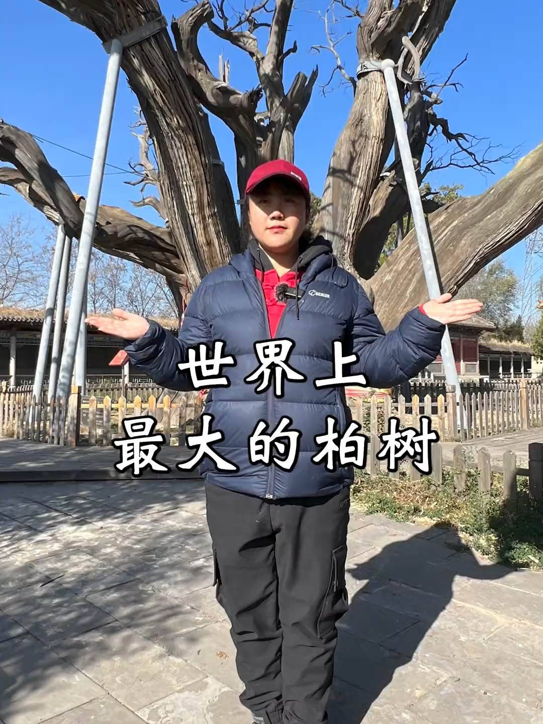 山西发现世界上最大的柏树,被称为天下第一柏